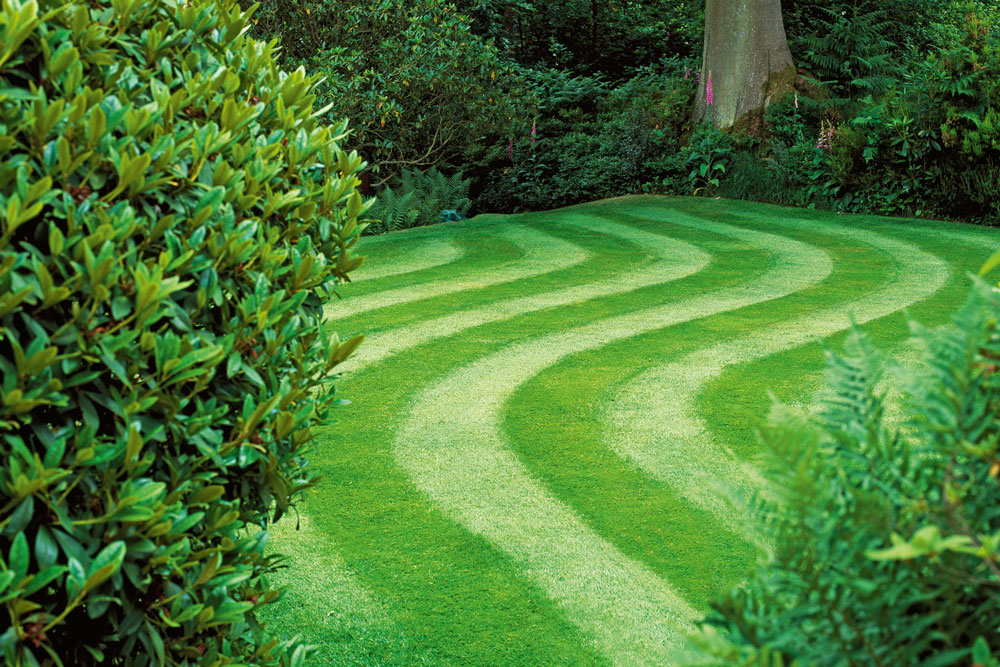 Mowed lawn